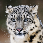 Snow Leopard Preview: New Expose and Dock